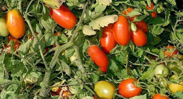 Popis odrůdy rajčat erkol, vlastnosti a produktivita